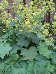Alchemilla mollis