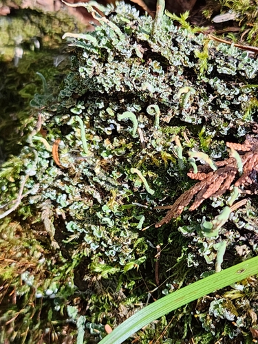 Common Powderhorn