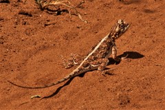Agama persimilis