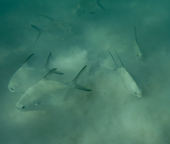 Trachinotus goodei
