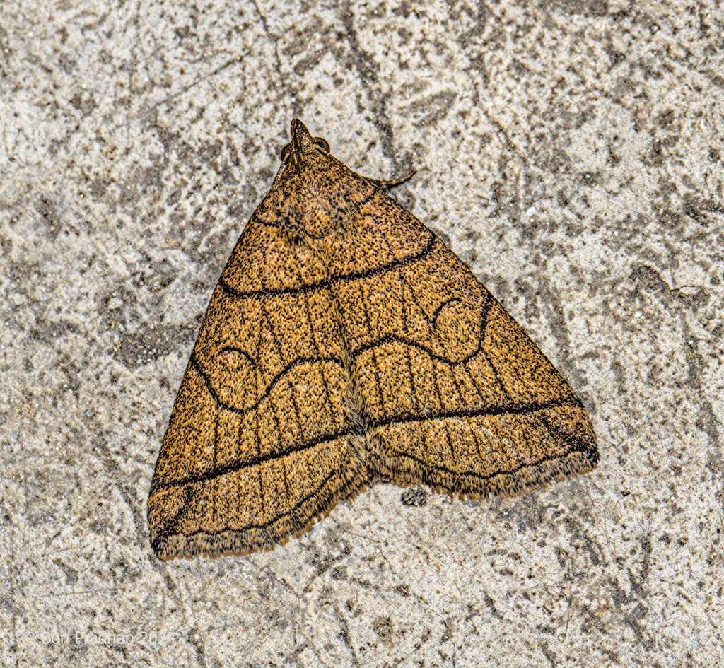 Herminia erecta