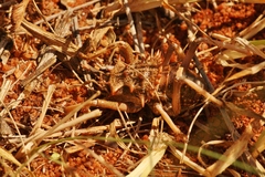 Eugasteroides loricatus