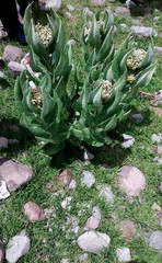 Asclepias notha