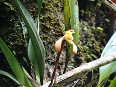 Maxillaria porrecta
