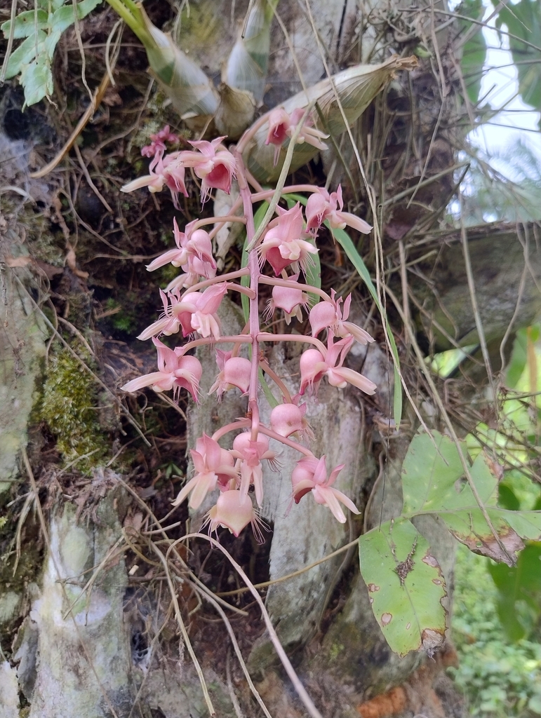 Catasetum roseoalbum