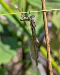 Lestes vigilax