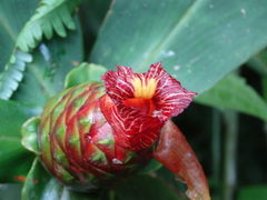 Costus laevis