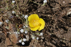 Calochortus concolor