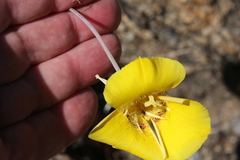 Calochortus concolor