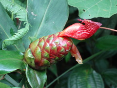 Costus laevis