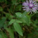 Centaurea phrygia salicifolia - Photo (c) ramazan_murtazaliev, some rights reserved (CC BY-NC), uploaded by ramazan_murtazaliev