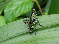 Chromacris psittacus