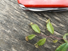 Phyllonoma laticuspis