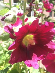 Alcea rosea