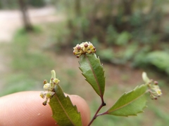 Phyllonoma laticuspis