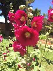 Alcea rosea