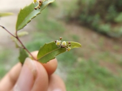 Phyllonoma laticuspis