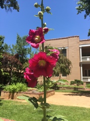 Alcea rosea