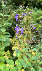 (c) bobkennedy, some rights reserved (CC BY-SA) Tripora divaricata, photograph (c) bobkennedy, some rights reserved (CC BY-SA)