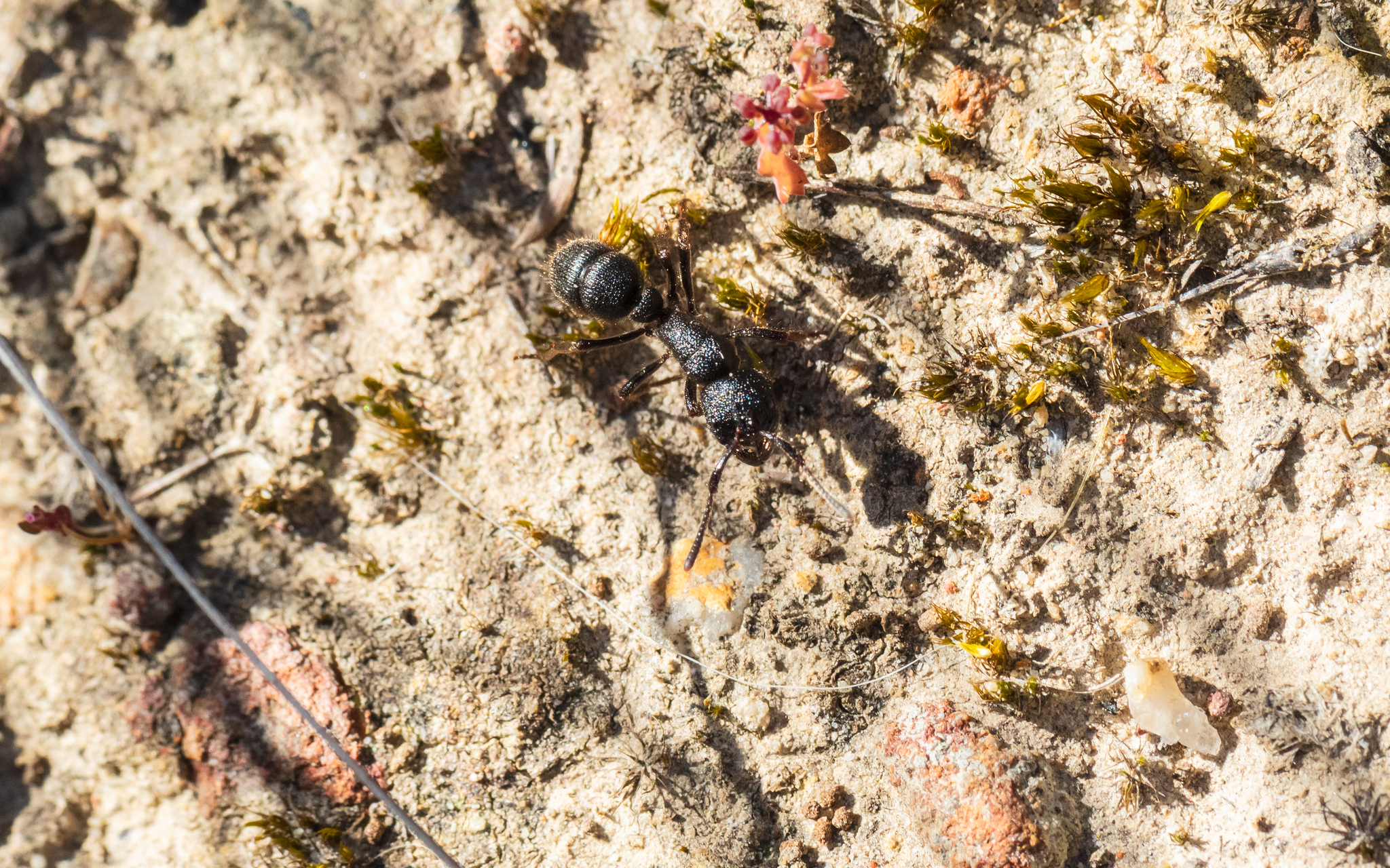 Pseudoneoponera piliventris