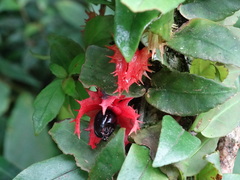 Drymonia multiflora