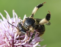 Macropis europaea