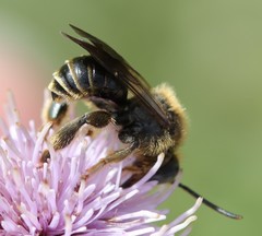 Macropis europaea