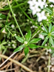 Galium