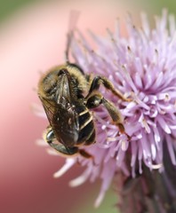 Macropis europaea