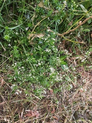Galium