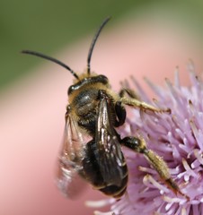 Macropis europaea
