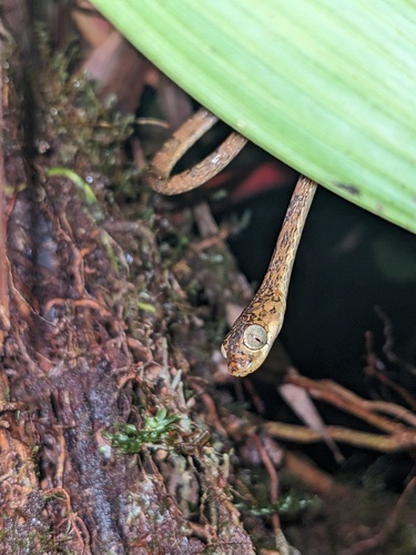 Phantasma Tree Snake