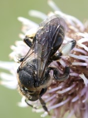 Macropis europaea