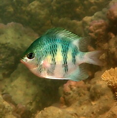 Clouded Damselfish photo 4