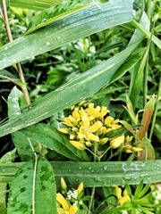 Lysimachia vulgaris