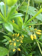 Lysimachia vulgaris