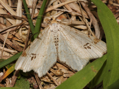 Macaria notata