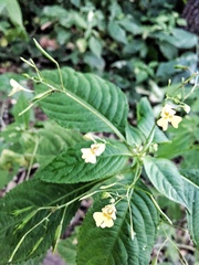 Impatiens parviflora