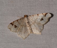 Macaria notata