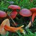 Scarlet Waxy Cap - Photo (c) Biopix, some rights reserved (CC BY-NC)