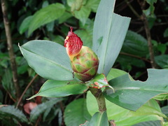 Costus laevis