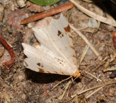 Macaria notata