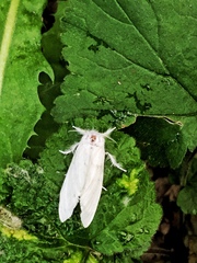 Sphrageidus similis