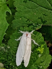 Sphrageidus similis