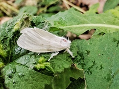 Sphrageidus similis