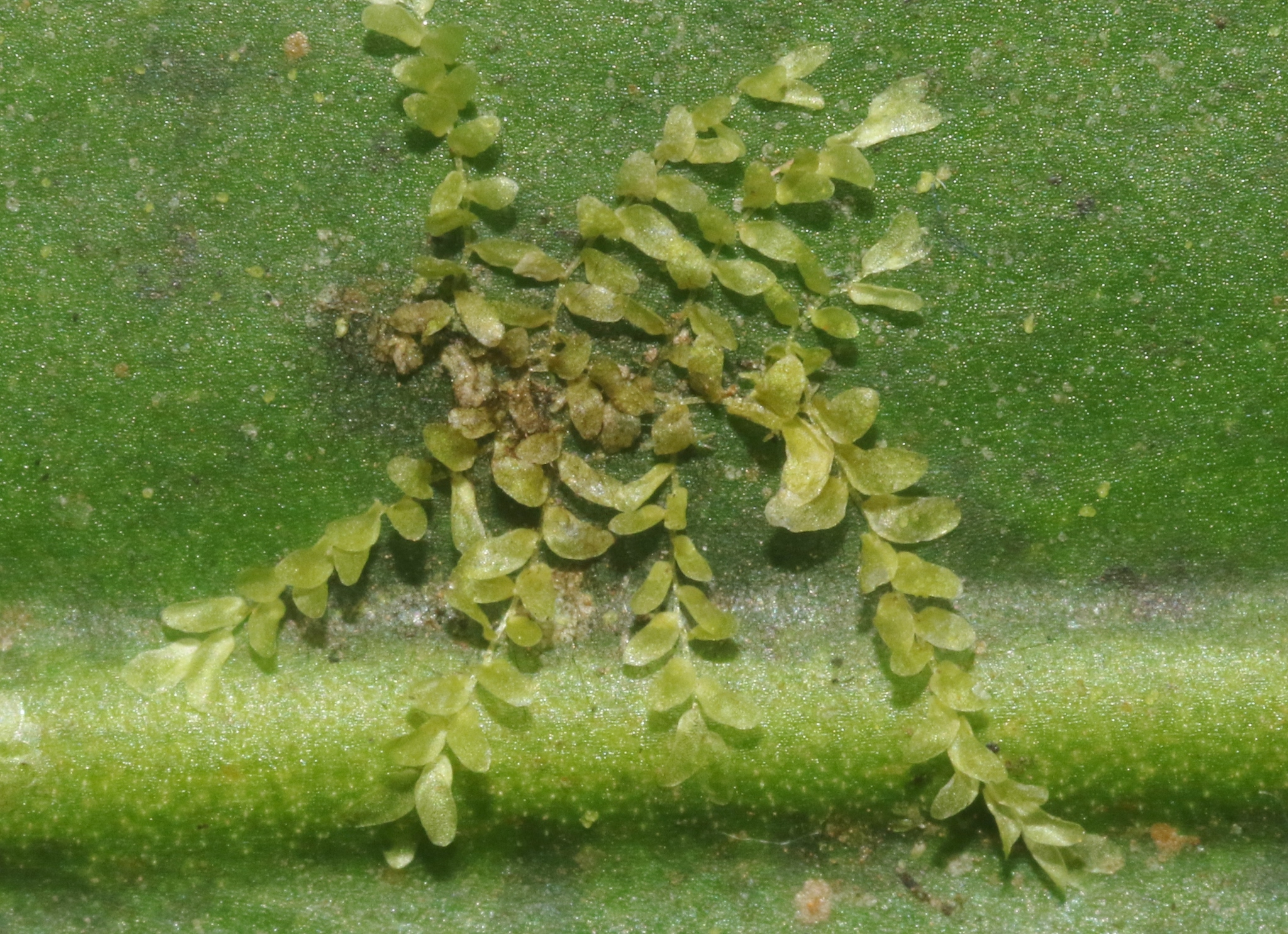 Cololejeunea ceatocarpa