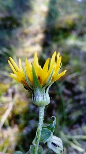 woolly goatsbeard (Tragopogon floccosus)
