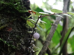 Sphyrospermum buxifolium