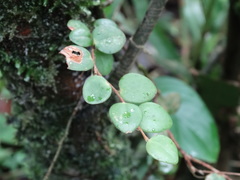 Sphyrospermum buxifolium