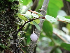 Sphyrospermum buxifolium